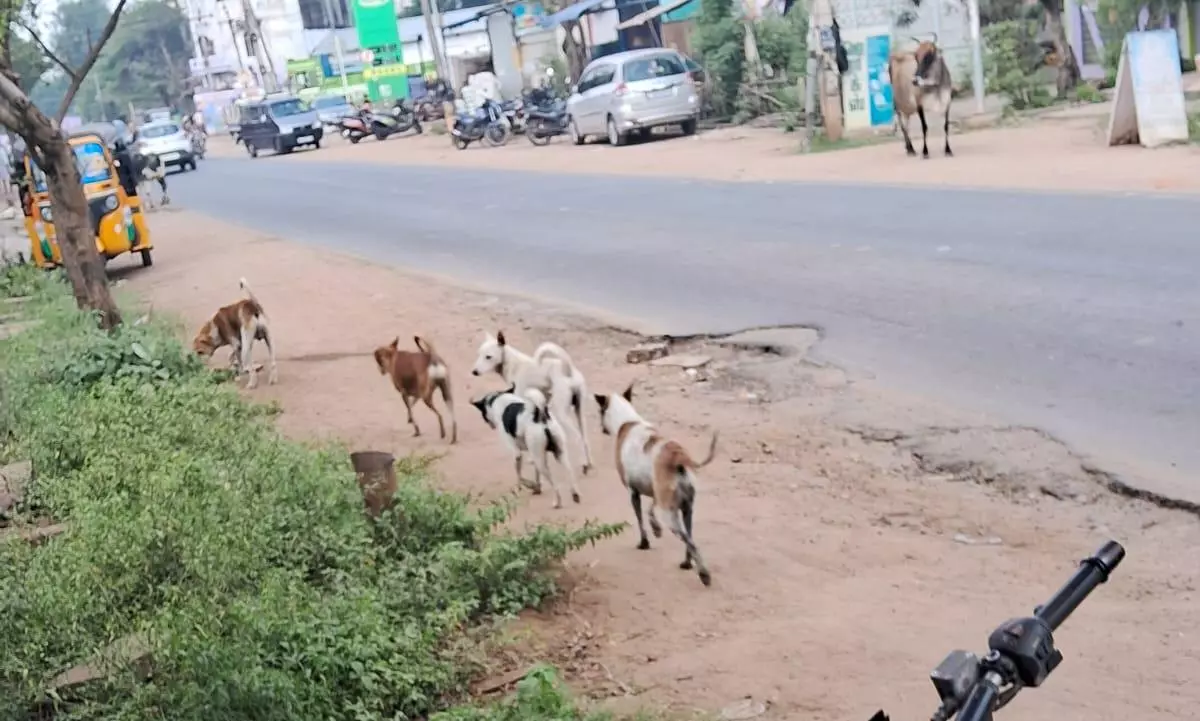 நாய்கள் தொல்லை நாய்கள் தொல்லை