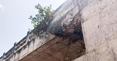 பாலத்தில் வளர்ந்த மரம் பாலத்தில் வளர்ந்த மரம்
