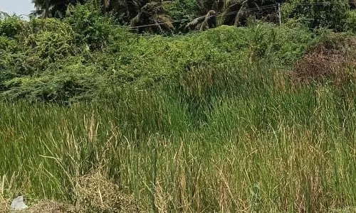 வாய்க்காலை ஆக்கிரமிக்கும் செடி-கொடிகள் வாய்க்காலை ஆக்கிரமிக்கும் செடி-கொடிகள்