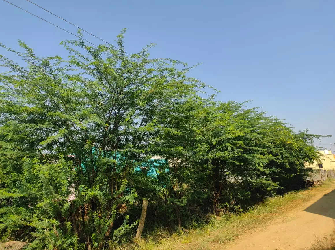 மின் கம்பிகளில் உரசும் கருவேல மரங்கள் மின் கம்பிகளில் உரசும் கருவேல மரங்கள்