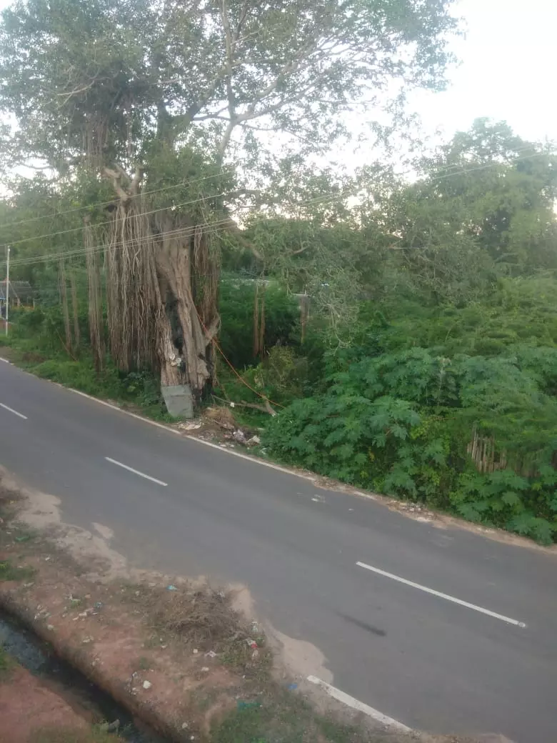 ஆபத்தான ஆலமரம்