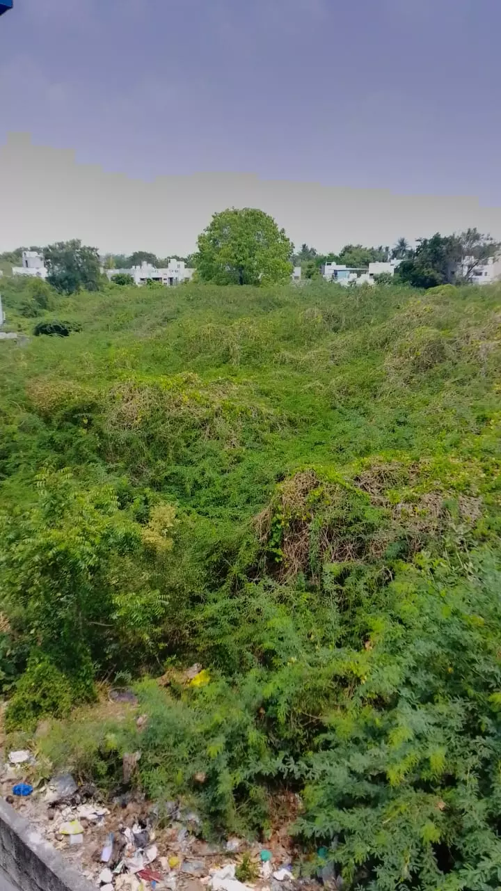 கருவேல மரங்கள் அகற்றப்படுமா?