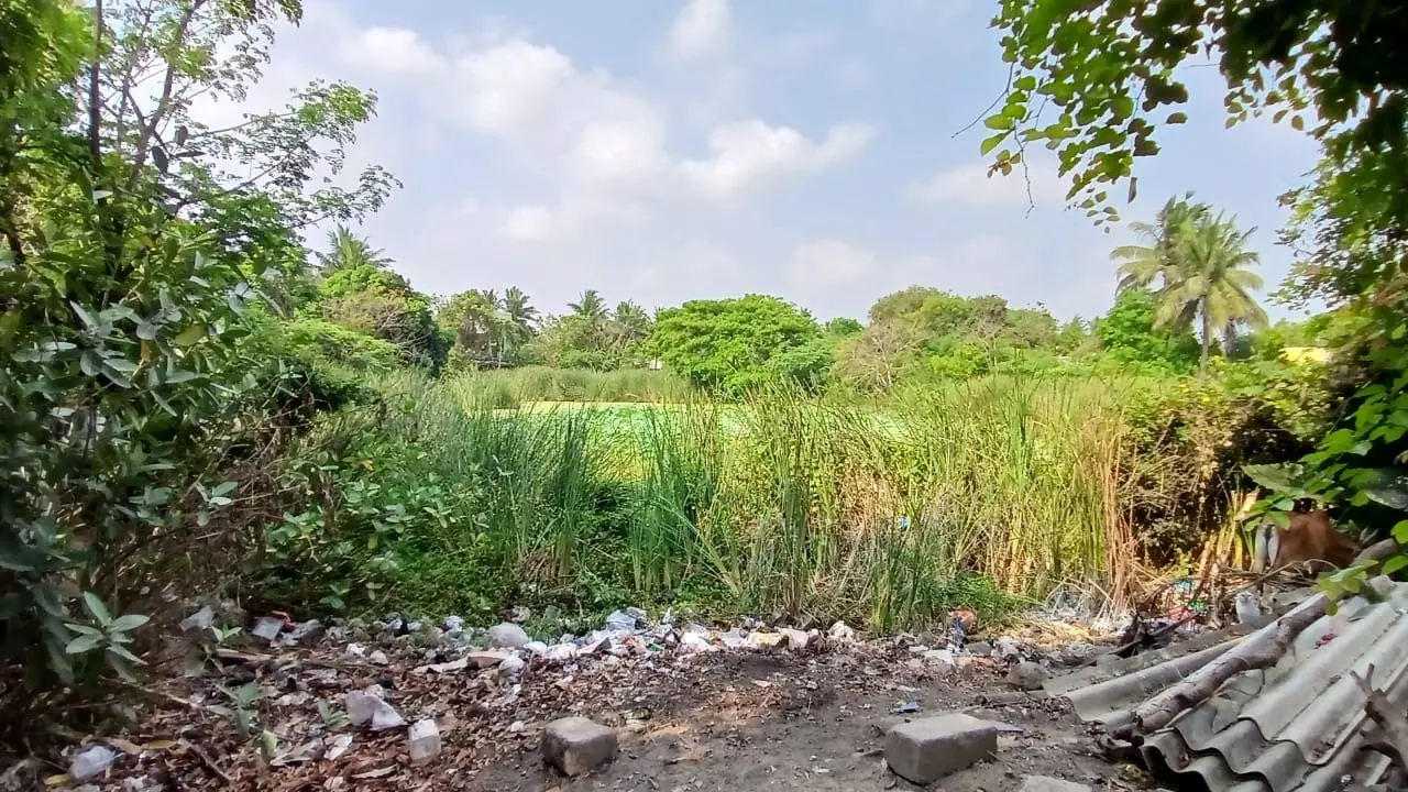 குளம் தூர்வாரப்படுமா? குளம் தூர்வாரப்படுமா?