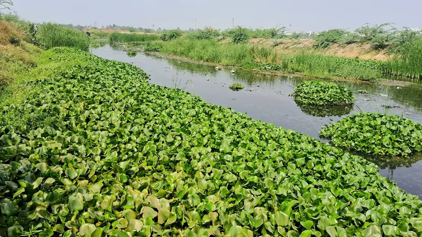 கால்வாயை சுத்தம் செய்ய வேண்டும்