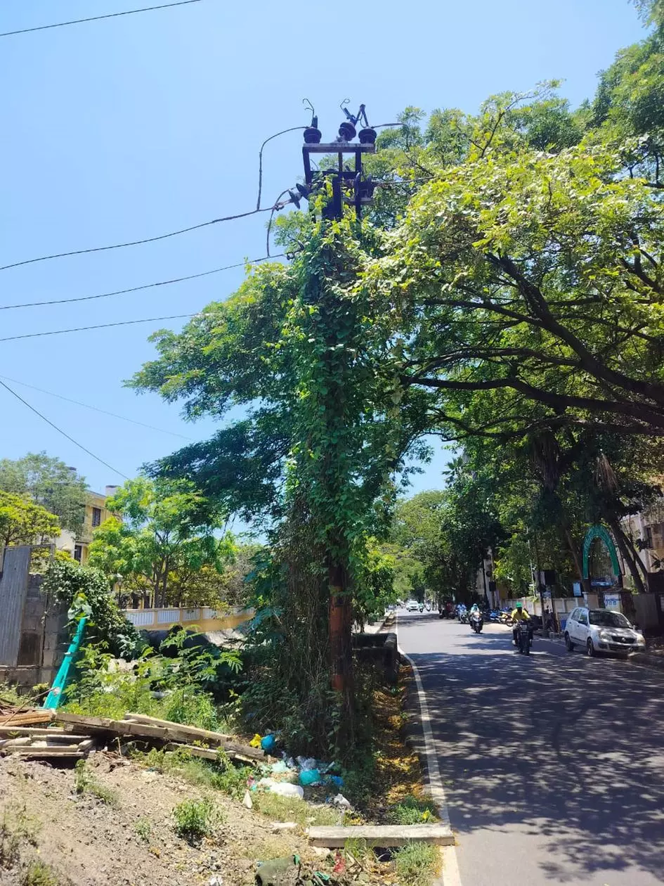 மின்கம்பத்தில் படர்ந்துள்ள செடிகள் மின்கம்பத்தில் படர்ந்துள்ள செடிகள்