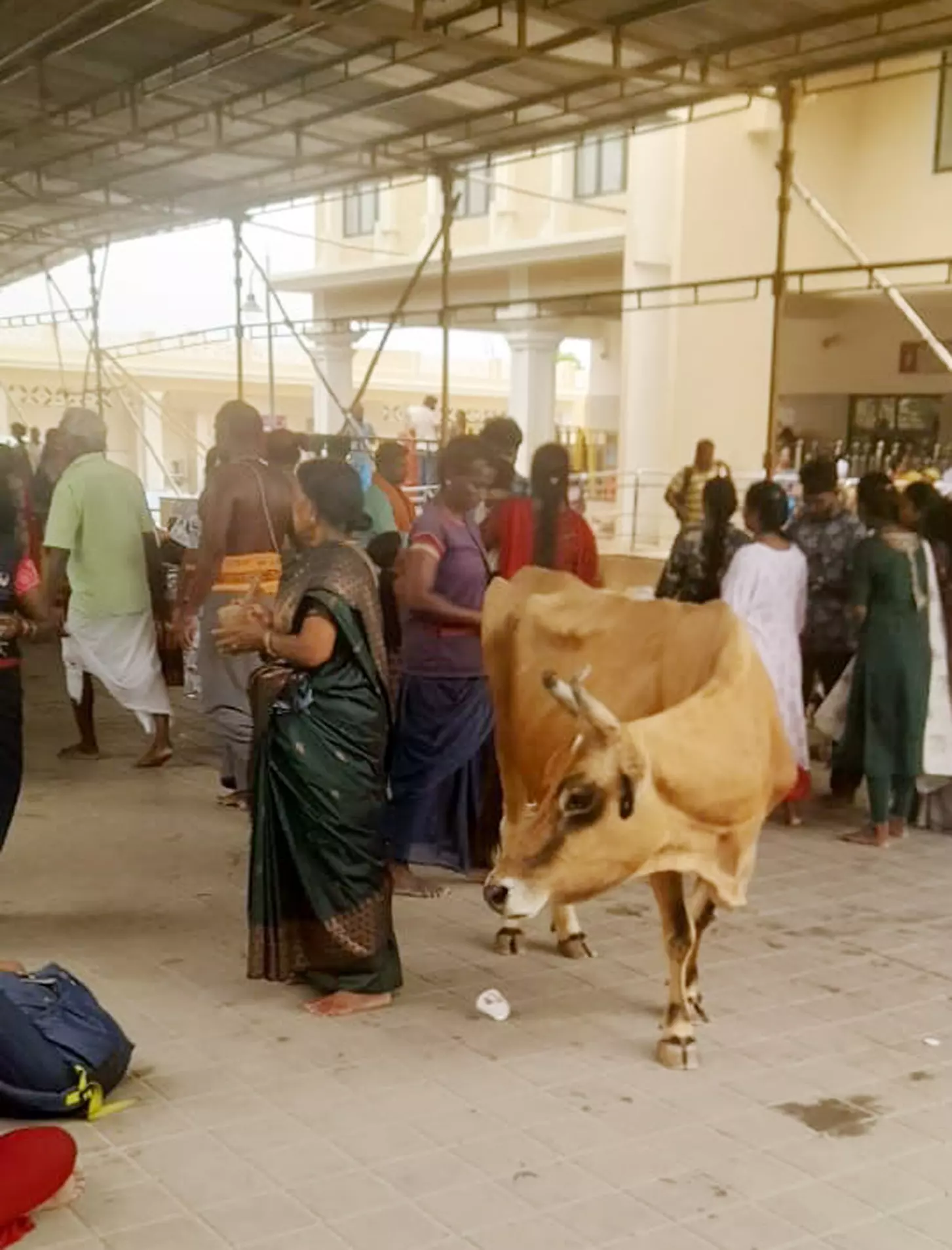 பக்தர்களுக்கு அச்சுறுத்தலான மாடுகள் பக்தர்களுக்கு அச்சுறுத்தலான மாடுகள்