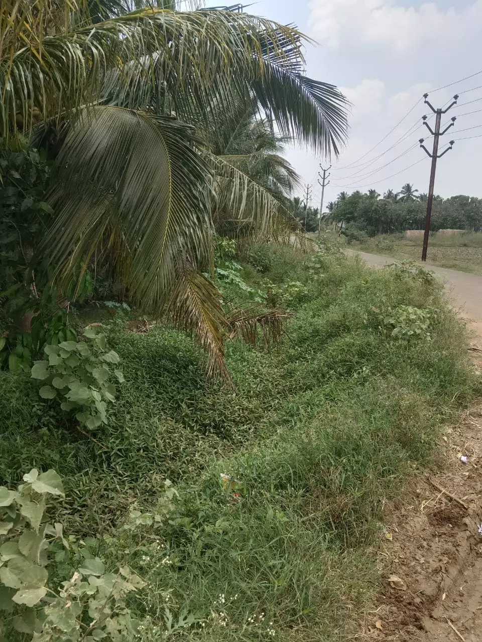 புதர்மண்டிய ஓடை புதர்மண்டிய ஓடை