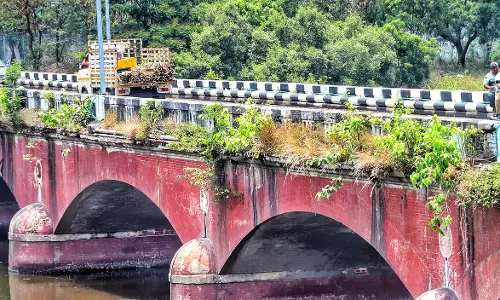 பாலத்தில் வளர்ந்துள்ள செடிகள்