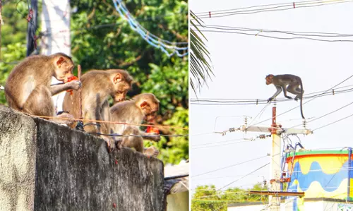 குரங்குகள் அட்டகாசம்