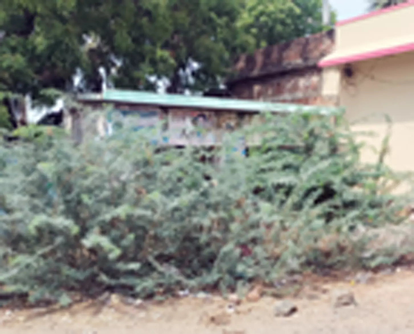 நிழற்கூடத்தை ஆக்கிரமித்த கருவேல மரங்கள்