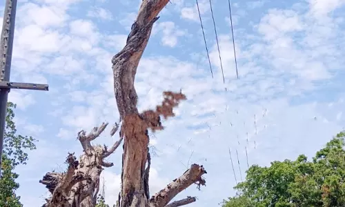 பட்டுப்போன மரம் அகற்றப்படுமா? பட்டுப்போன மரம் அகற்றப்படுமா?