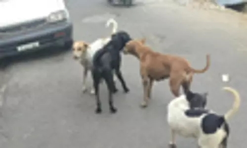 தெருநாய்கள் தொல்லை