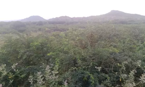 ஏரியை ஆக்கிரமித்த கருவேல மரங்கள்