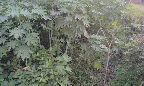 வாய்க்கால் தூர்வாரப்படுமா?