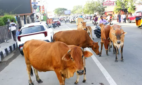 மாடுகளால் வாகன ஓட்டிகளுக்கு இடையூறு மாடுகளால் வாகன ஓட்டிகளுக்கு இடையூறு