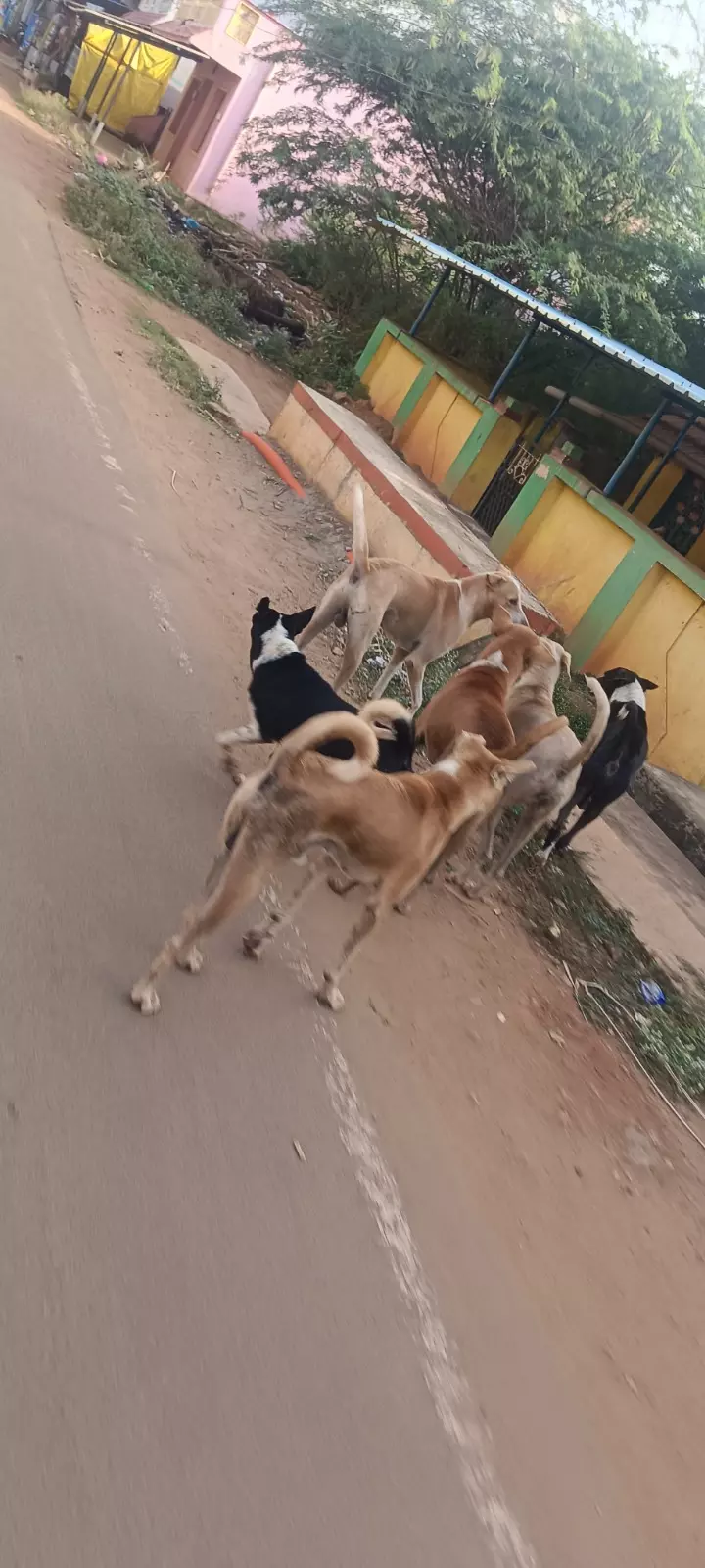 தெருநாய்கள் தொல்லை தெருநாய்கள் தொல்லை