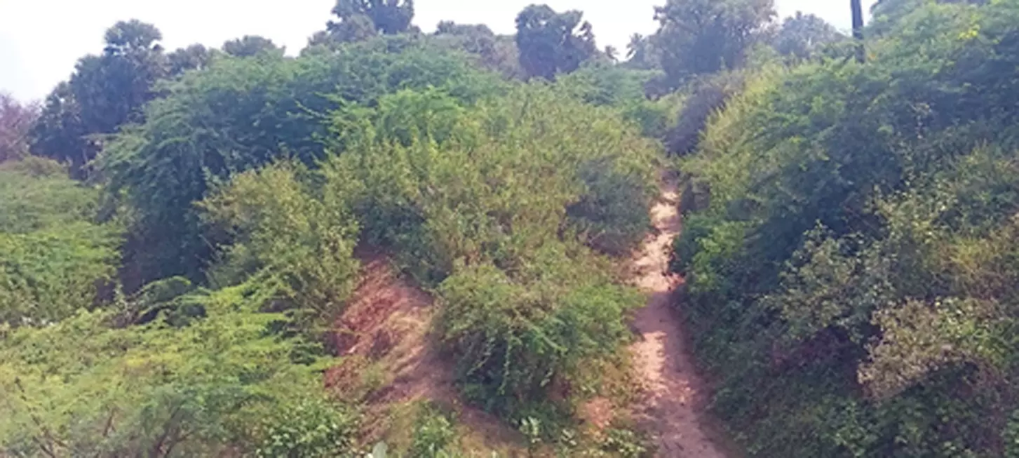 கால்வாய் தூர்வாரப்படுமா? கால்வாய் தூர்வாரப்படுமா?