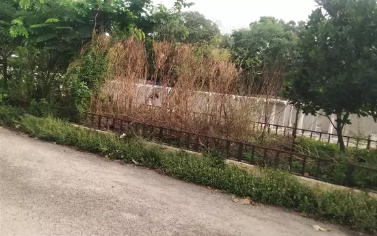 செடிகளை பராமரிப்பார்களா? செடிகளை பராமரிப்பார்களா?