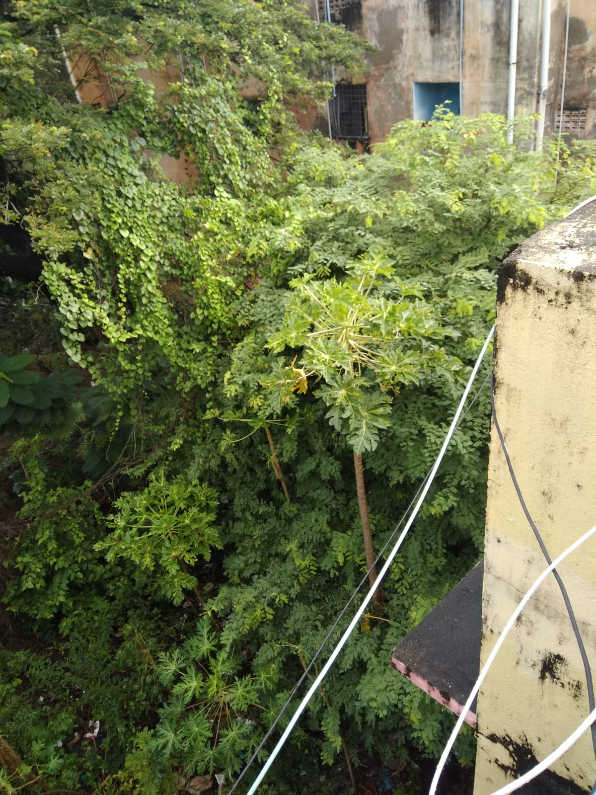 செடி,கொடி, அகற்றப்படுமா?