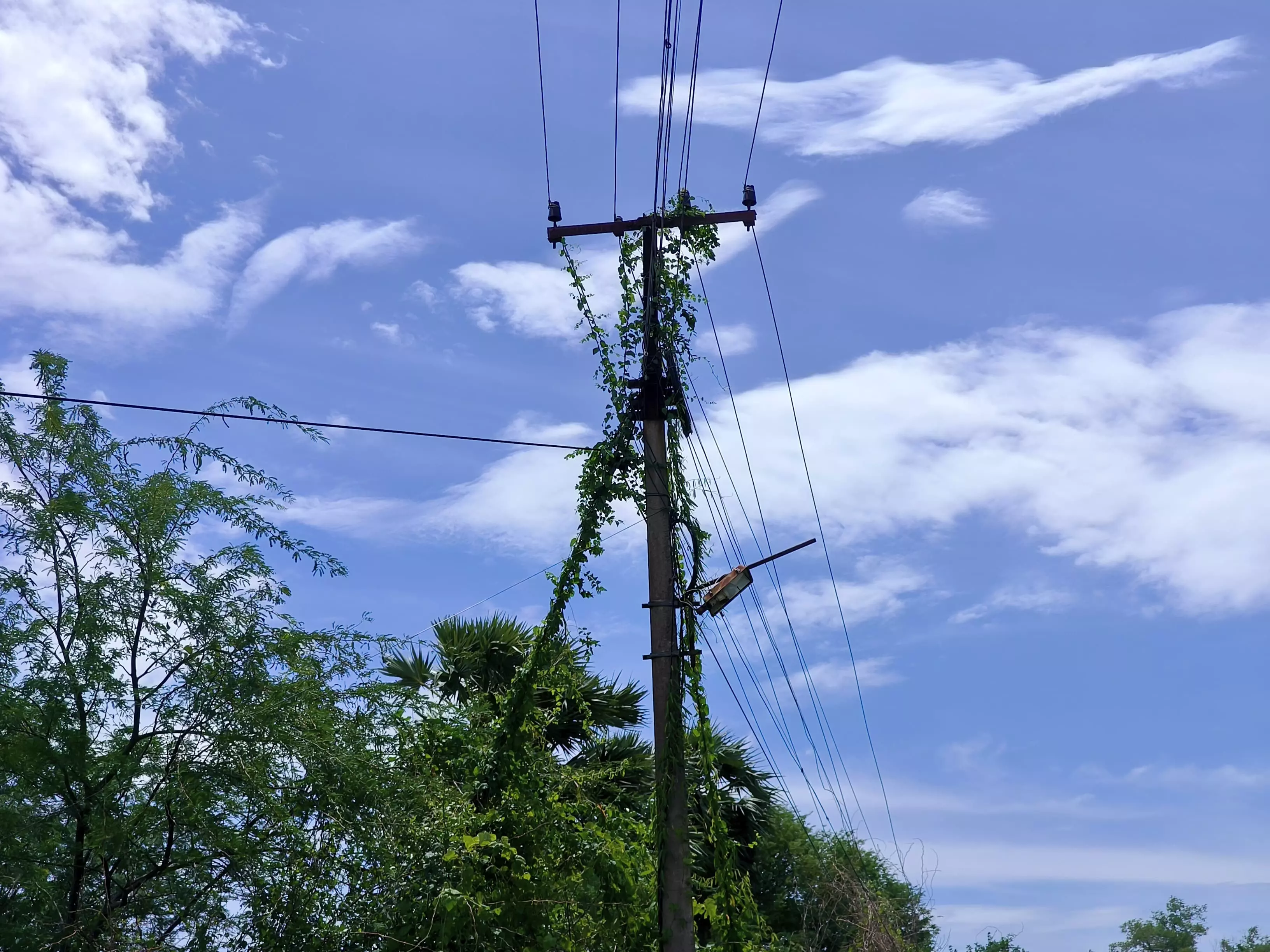 செடி, கொடிகள் படர்ந்த மின்கம்பம் செடி, கொடிகள் படர்ந்த மின்கம்பம்