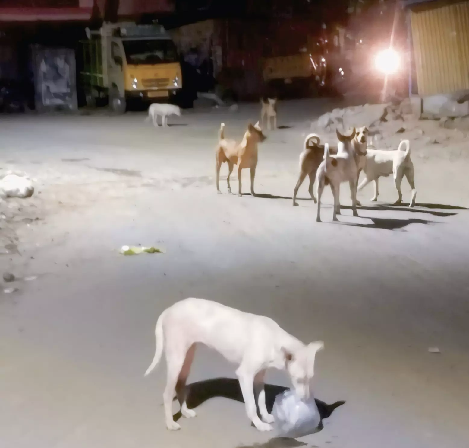 நாய்களை பிடிக்க வேண்டும் நாய்களை பிடிக்க வேண்டும்