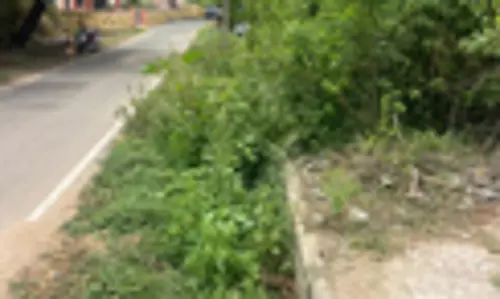 புதர்மண்டிய சாக்கடை கால்வாய் புதர்மண்டிய சாக்கடை கால்வாய்