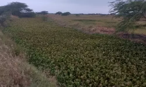 ஆகாயத்தாமரைகள் அகற்றப்படுமா?