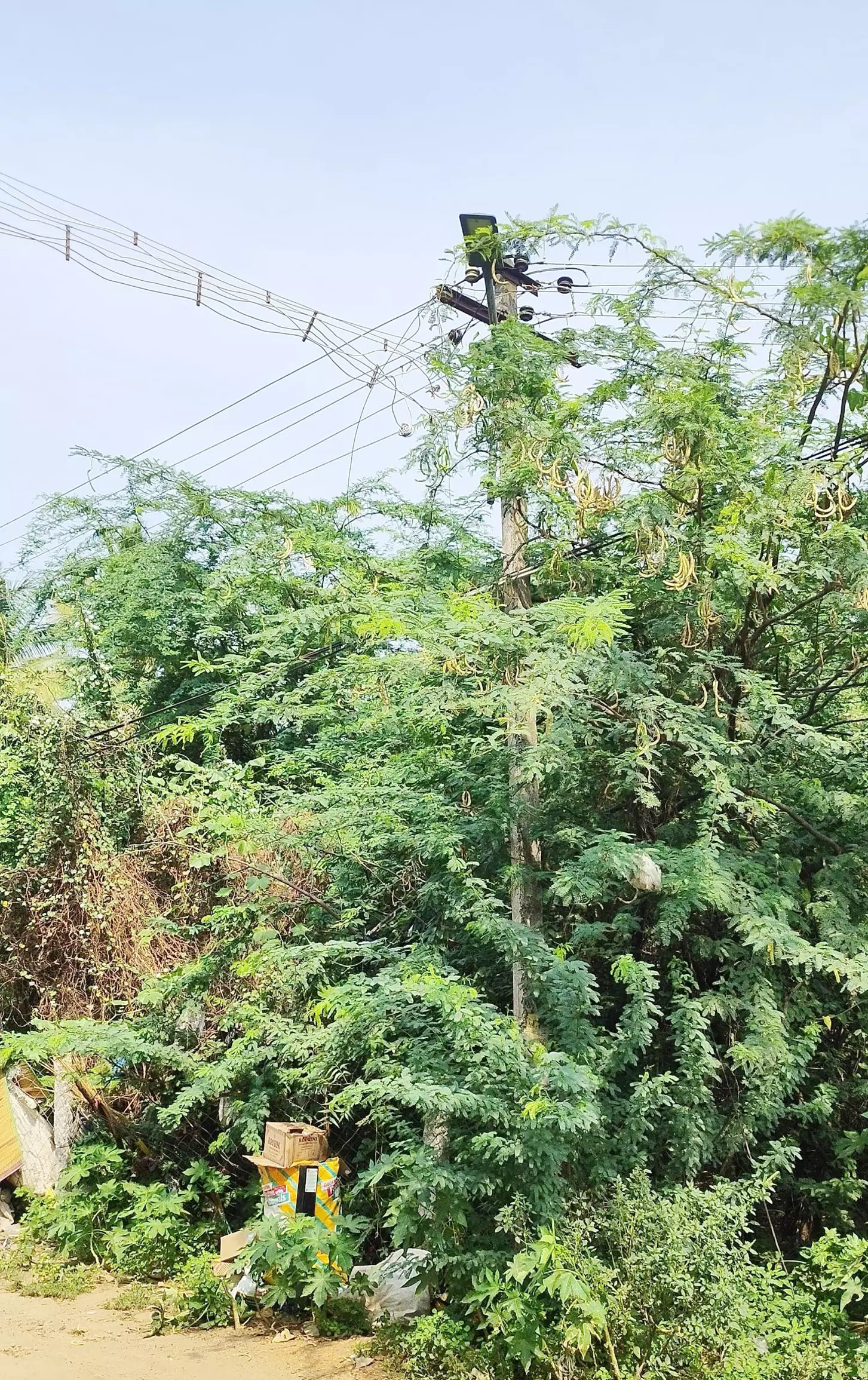 மின்கம்பத்தை சூழ்ந்த முட்செடிகள்