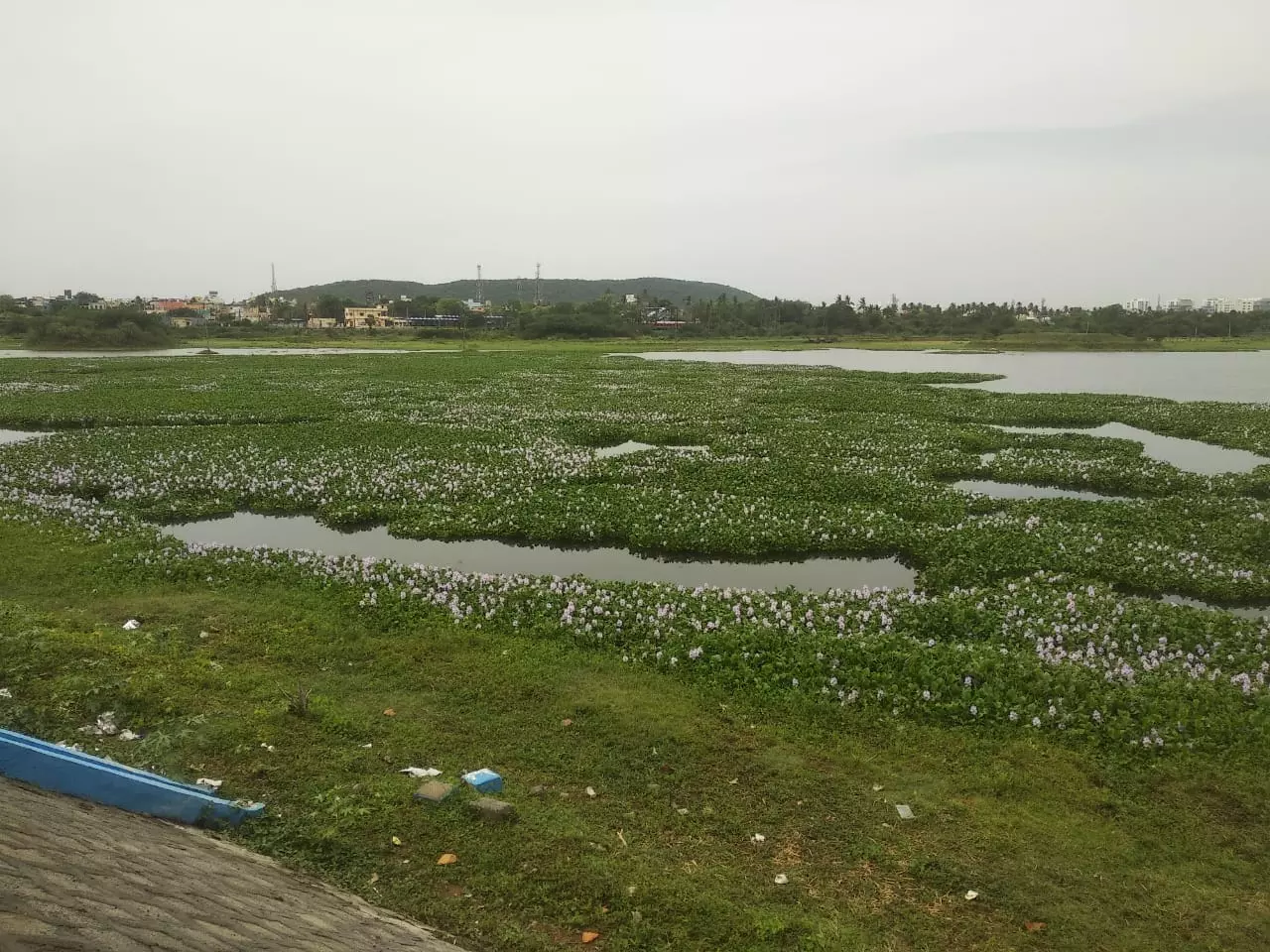 ஆகாயதாமரை அகற்ற வேண்டும் ஆகாயதாமரை அகற்ற வேண்டும்