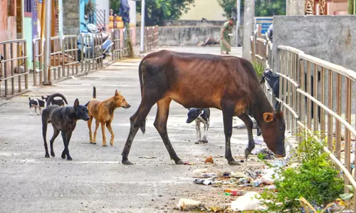 கால்நடைகளால் இடையூறு கால்நடைகளால் இடையூறு