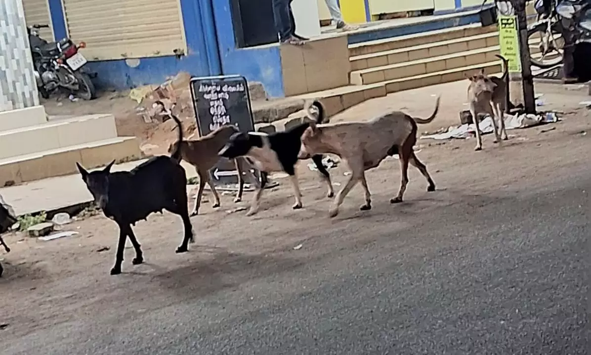 நாய்கள் தொல்லை நாய்கள் தொல்லை