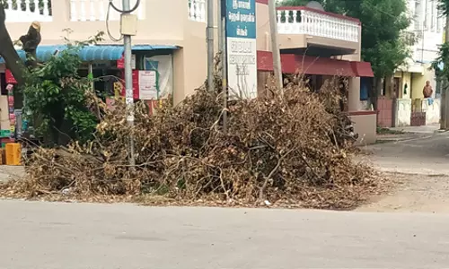 மரக்கிளையை அகற்றுவார்களா? மரக்கிளையை அகற்றுவார்களா?