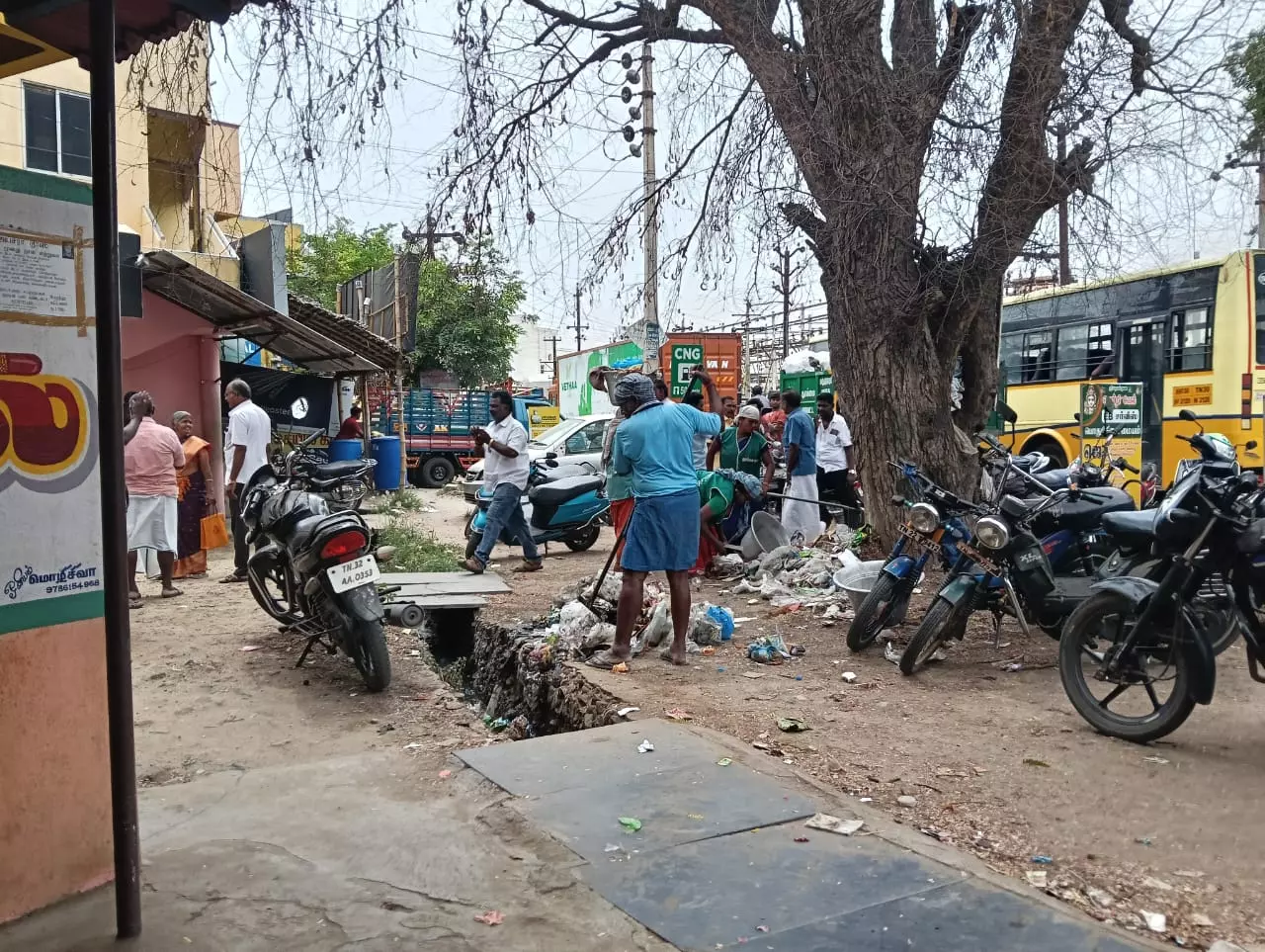 பட்டுப்போன புளிய மரம்