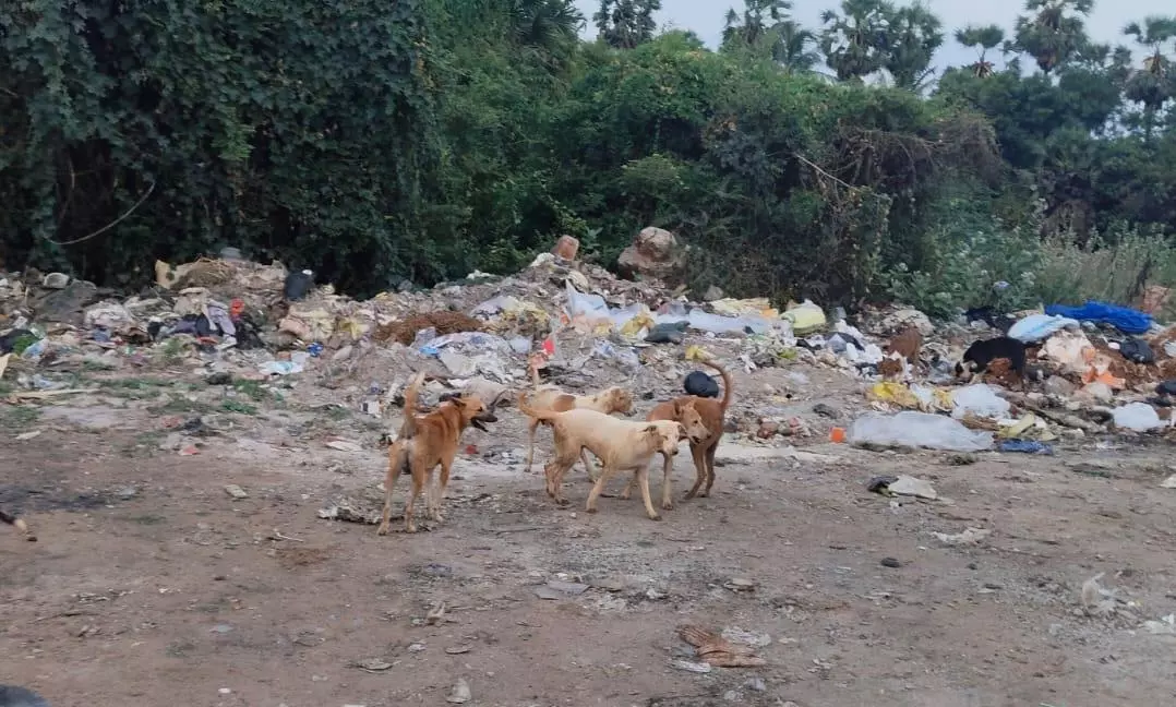 ஆடு,கோழிகளை வேட்டையாடும் நாய்கள் ஆடு,கோழிகளை வேட்டையாடும் நாய்கள்