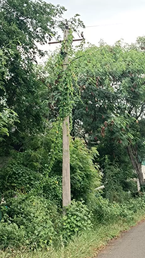 மின் கம்பங்களில் படர்ந்த செடி-கொடி