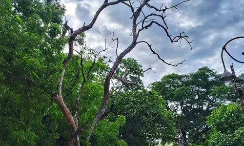 பட்டமரத்தை அகற்ற வேண்டும்