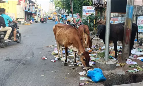 குப்பைகளை கிளறும்  மாடுகள்