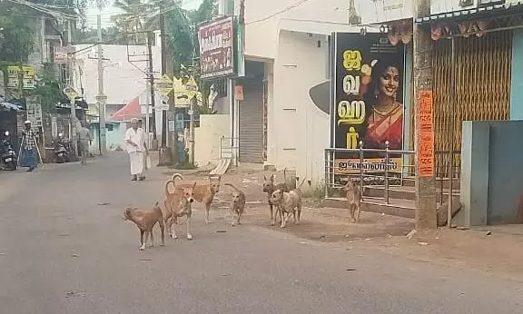 நாய்கள் தொல்லை