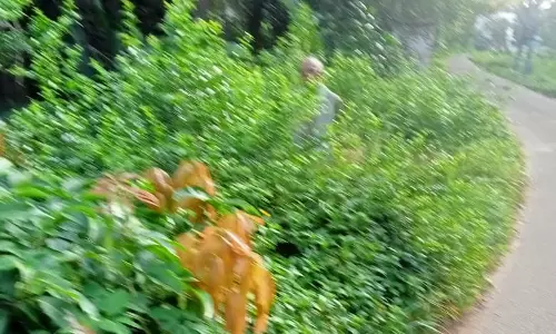 செடிகளை அகற்ற வேண்டும்