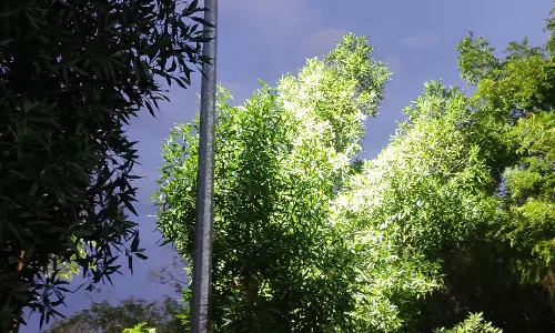 எரியாத மின் விளக்கு