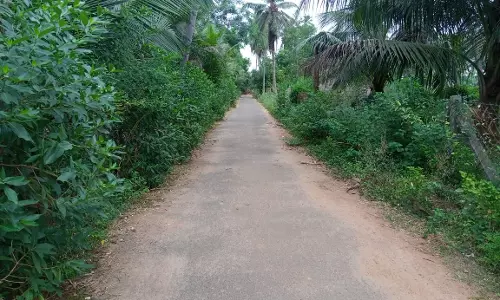 சாலையை ஆக்கிரமிக்கும் செடி,கொடிகள்