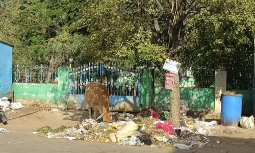 புதர்மண்டி கிடக்கும் பூங்கா புதர்மண்டி கிடக்கும் பூங்கா