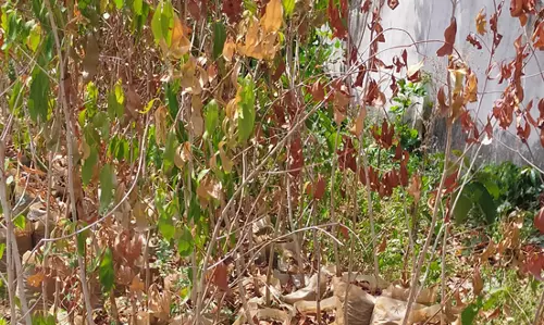காய்ந்த மரக்கன்றுகள்