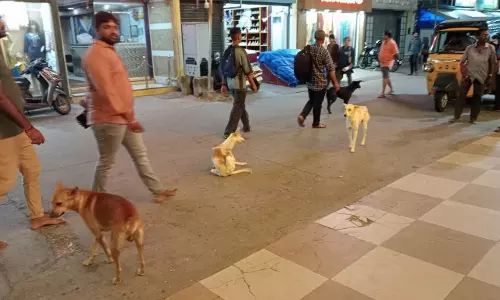 சுற்றுலா பயணிகள் அச்சம்