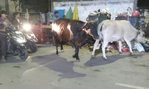 மாடுகள் தொல்லை...