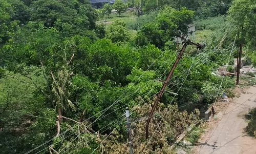 விஷ ஜந்துக்கள் நடமாட்டம்