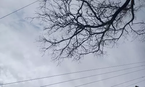மரத்தை அகற்ற வேண்டும்