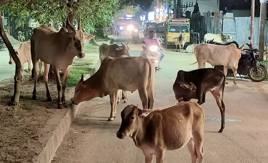 மாடுகளால் போக்குவரத்துக்கு இடையூறு