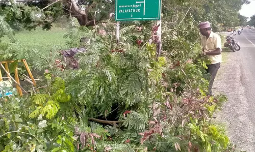 பெயர் பலகையை மறைத்த மரக்கிளைகள் அகற்றம்