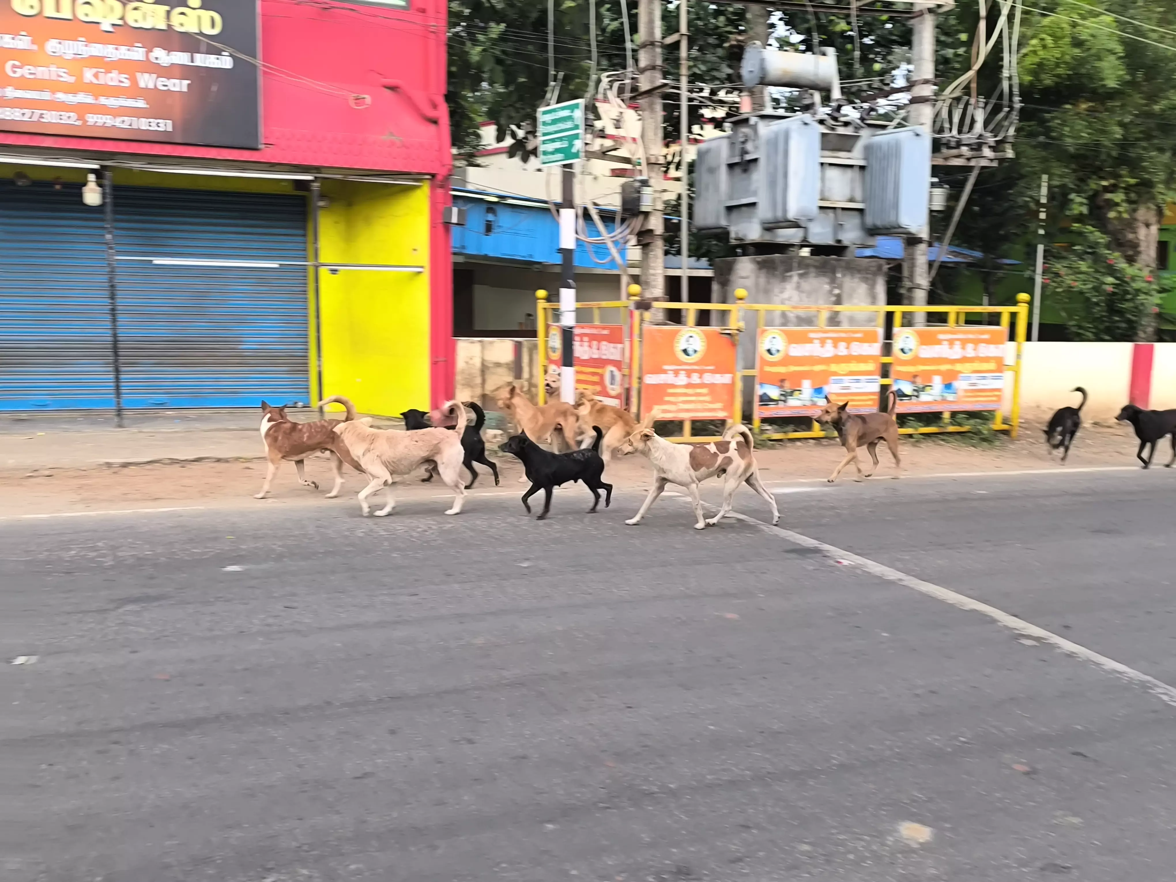 தெருநாய்கள் தொல்லை தெருநாய்கள் தொல்லை